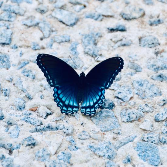 blauwe vlinder op blauwe muur