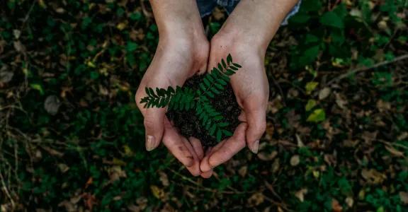 hands holding ground and plant