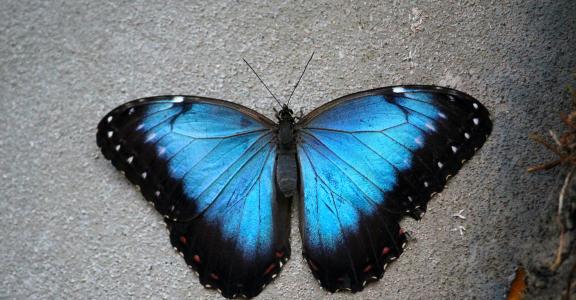 The Menaleus Blue Morpho butterfly