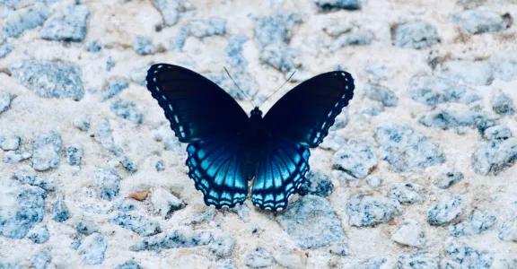 papillon bleu sur mur bleu