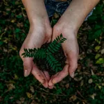 hands holding ground and plant