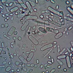 Bacteria