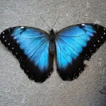 The Menaleus Blue Morpho butterfly